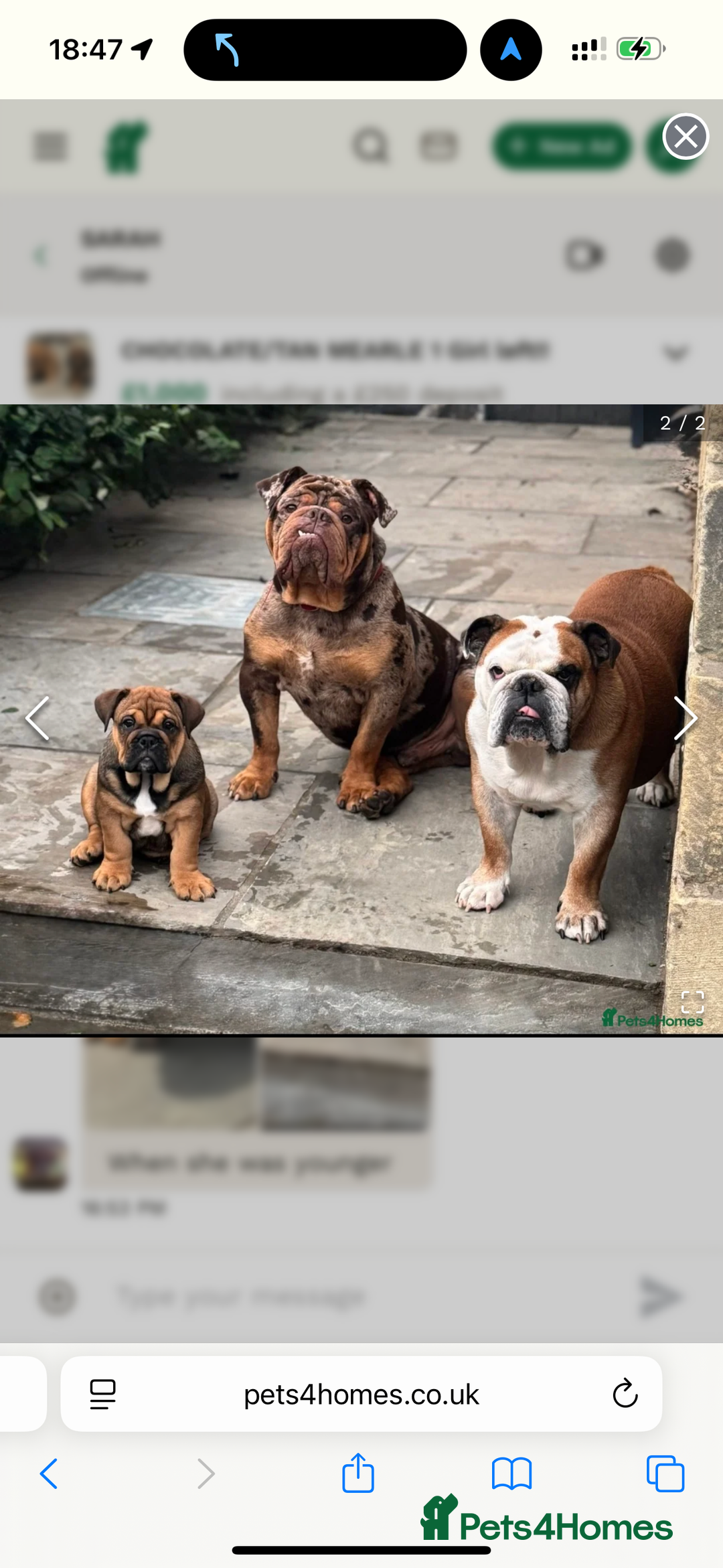 English Bulldog dogs for sale: English bulldog choc tan Merle puppy 🐶  - Image 3