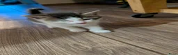 Mixed Breed cats for sale: Very nice kittens for sale😀❤️ - Advert 4