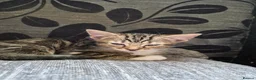 Mixed Breed cats for sale: Tabby/maine coon in Ossett - Advert 2