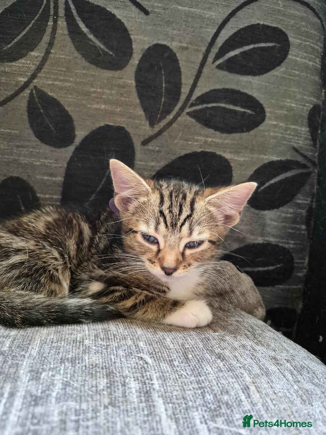 Mixed Breed cats for sale: Tabby/maine coon in Ossett - Advert 2