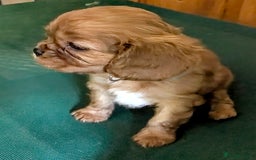 Cavalier King Charles Spaniel dogs for sale: Stunning Deep Ruby Cavalier king Charles puppies  - Image 15