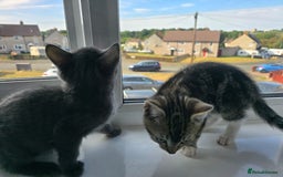 Mixed Breed cats for sale: 8 week kittens - Image 22