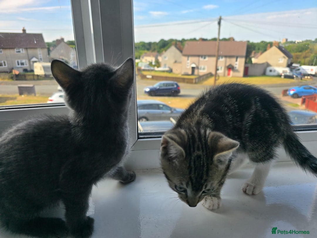 Mixed Breed cats for sale: 8 week kittens - Image 22