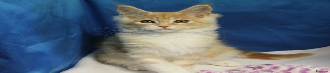 Maine Coon Kitten 3