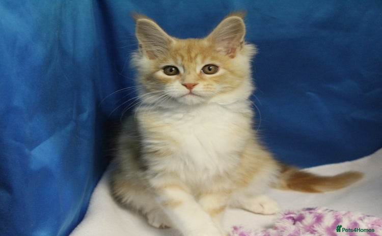 Maine Coon cats - Advert 1