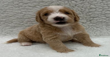 Double Doodle dogs Stunning Double Doodle Puppies  - Advert 1