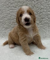 Double Doodle dogs Stunning Double Doodle Puppies - Advert 1