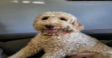 Labradoodle dogs - Advert 9