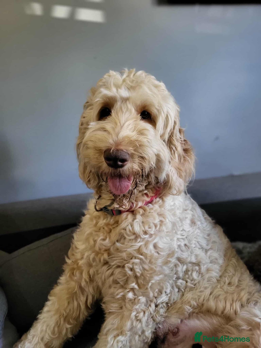 Labradoodle dogs for sale: standard labradoodles - Image 2