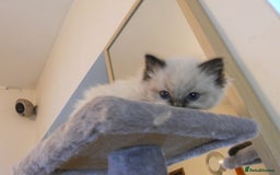 Ragdoll cats for sale: 😎 RAGDOLL KITTENS PUREBRED 100% STOKE 😍 - Image 8