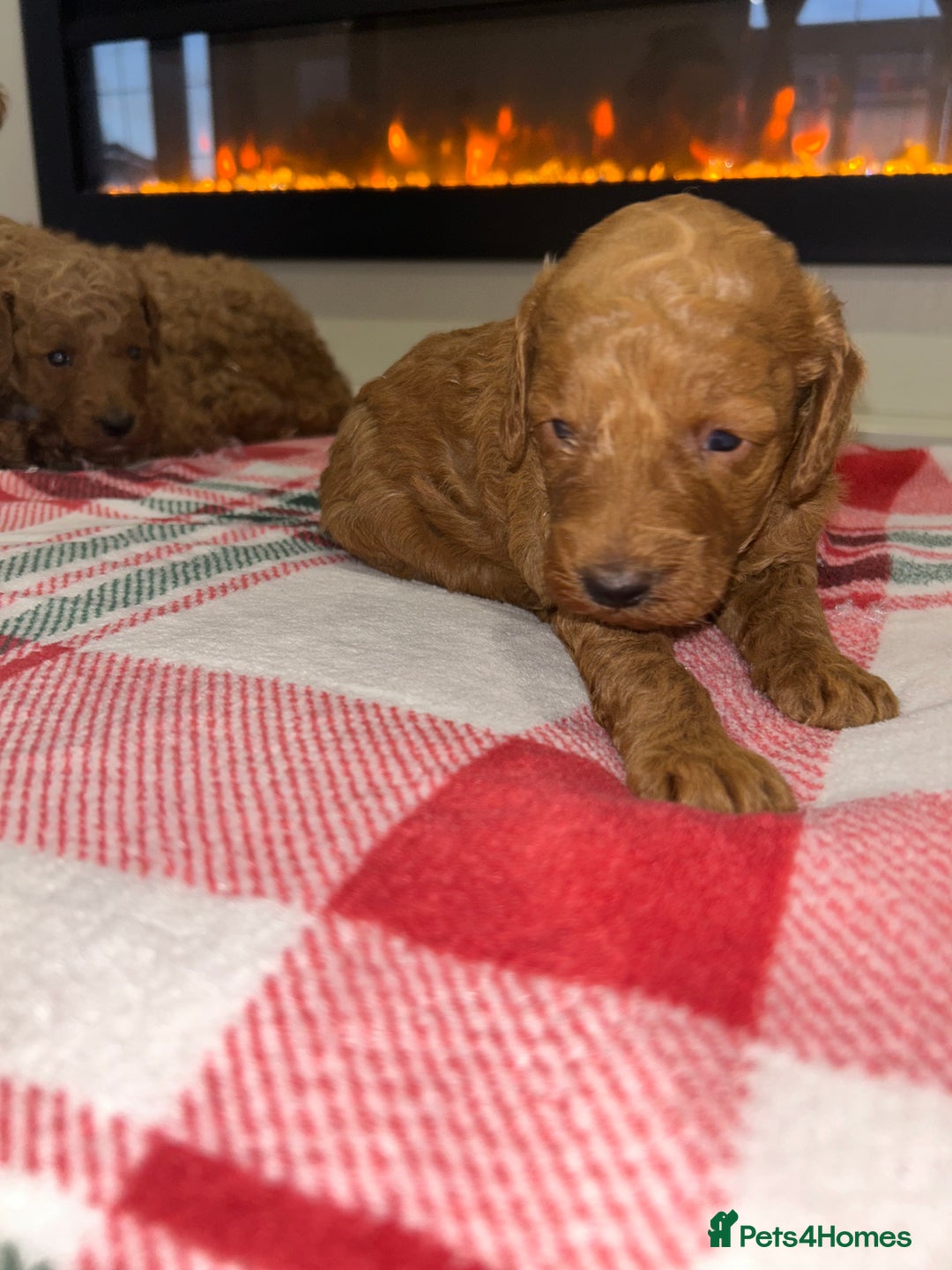 Miniature Poodle dogs for sale: 🐩Gorgeous deep red miniature poodles - Advert 11
