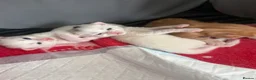 Turkish Angora cats for sale: 3 Adorable Kittens - Advert 9