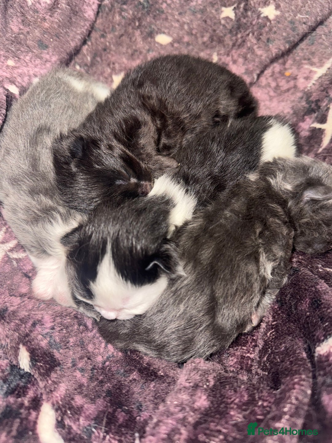 British Longhair cats for sale: British Longhair x kittens for sale - Advert 6