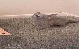 Russian Blue cats for sale: TICA 5* Pedigree Russian Blue Kittens - Image 11