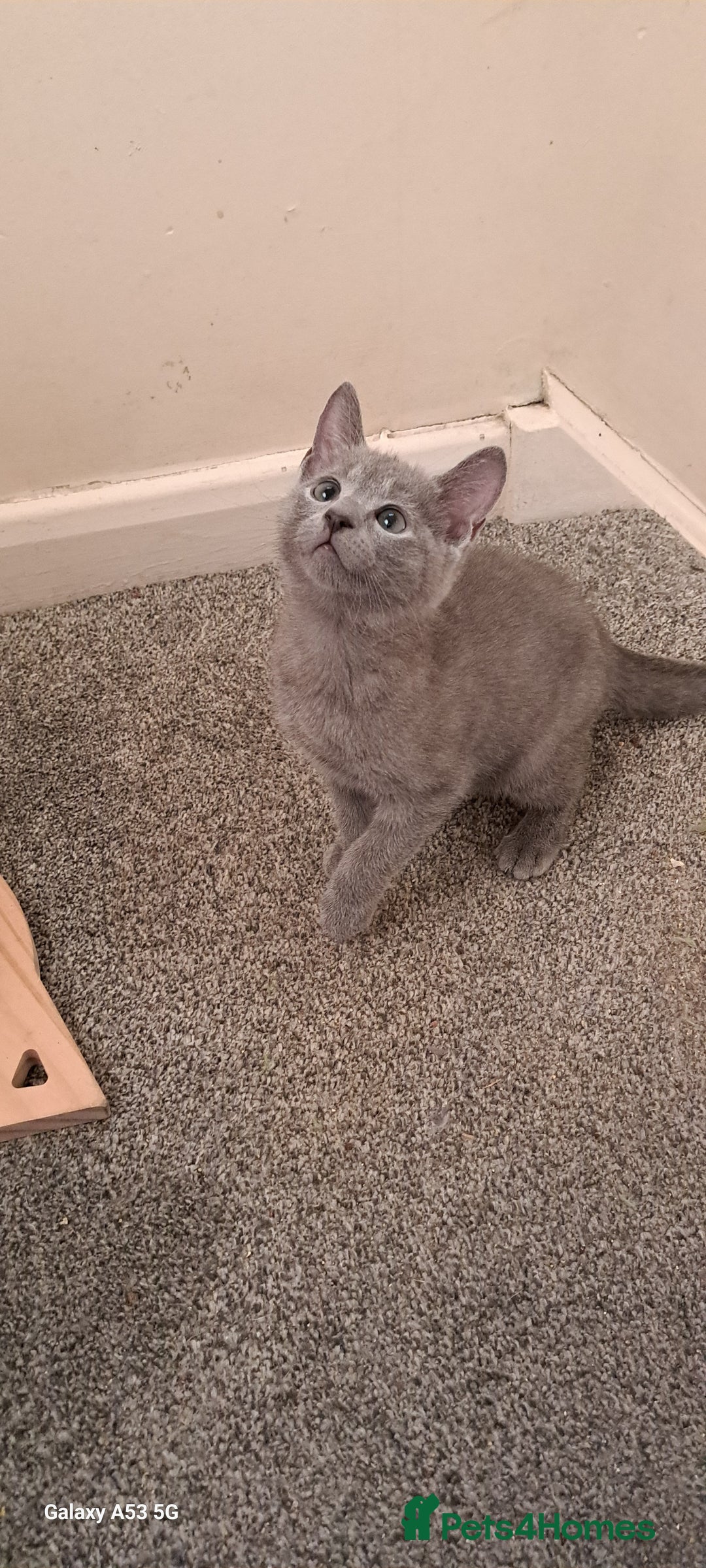 Russian Blue cats for sale: TICA 5* Pedigree Russian Blue Kittens - Image 11