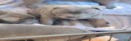 Staffordshire Bull Terrier dogs for sale: Staffordshire Bull Terrier puppies  in Burntwood - Advert 3