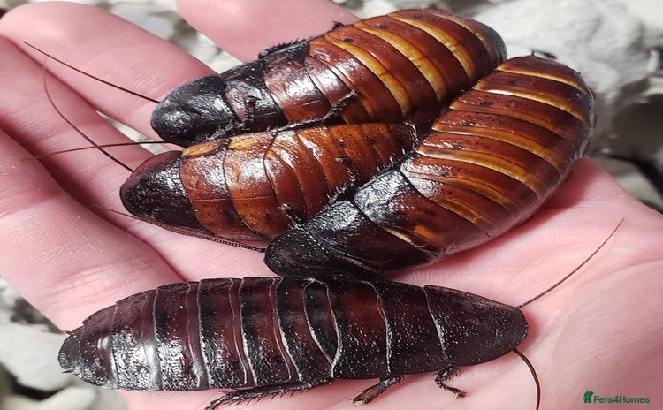 Cockroaches invertebrates - Advert 11