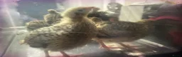 Quail poultry for sale: COTURNIX QUAIL CHICKS in Nottingham - Advert 2