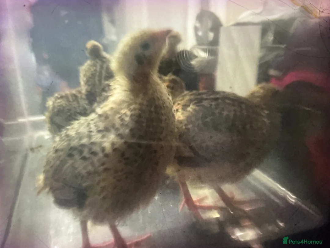Quail poultry for sale: COTURNIX QUAIL CHICKS in Nottingham - Advert 2