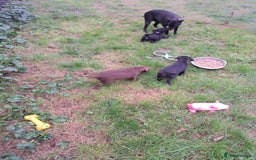 Patterdale Terrier dogs for sale: 4 Lovely Patterdale Puppies - Image 14