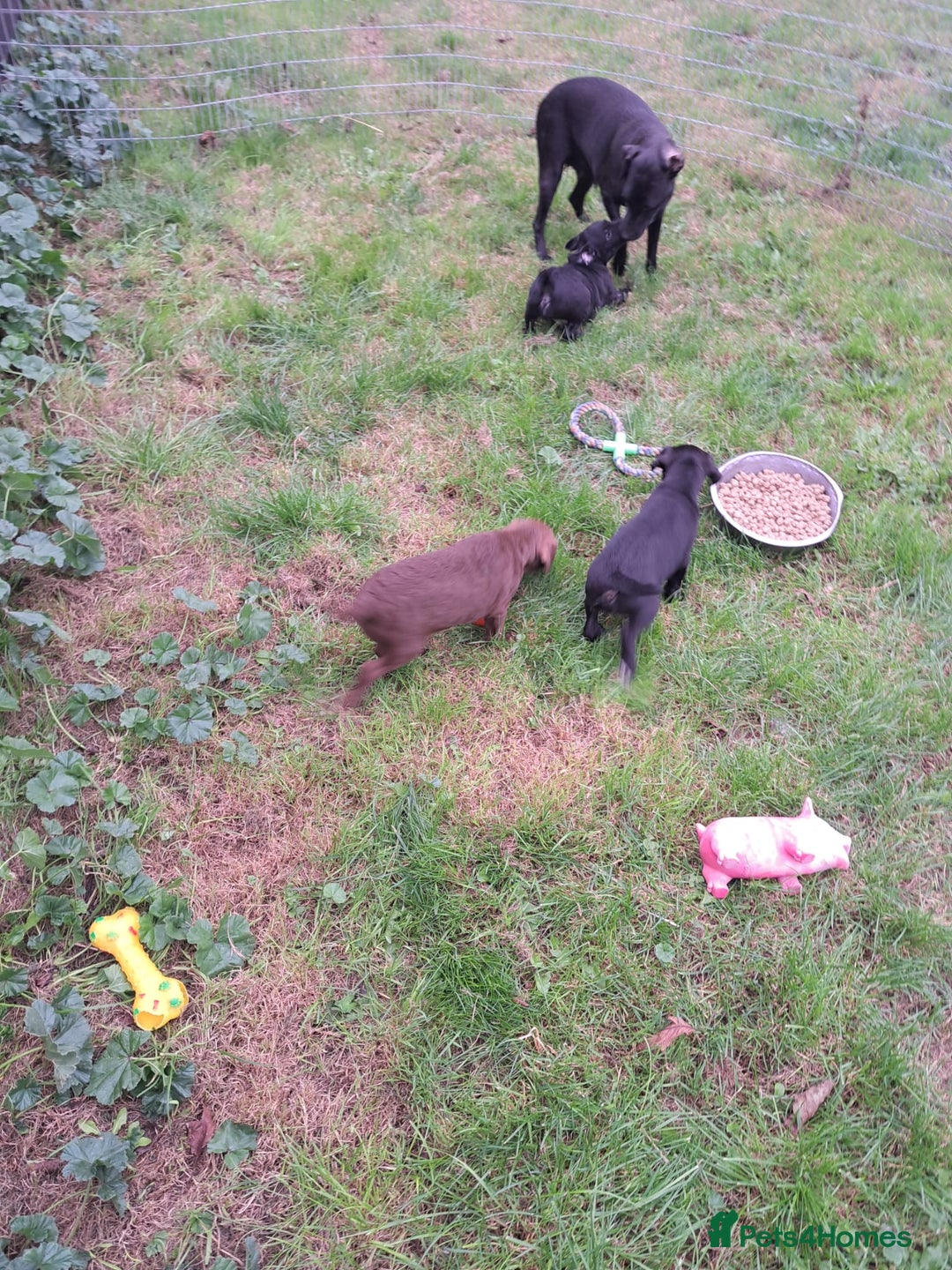 Patterdale Terrier dogs for sale: 4 Lovely Patterdale Puppies - Image 14