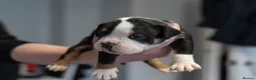 English Bulldog dogs for sale: English bulldogs PUPPIES NEBBR REGISTERED - Advert 20