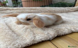 Mini Lop rabbits for sale: Adorable mini lop bunnies  - Image 7