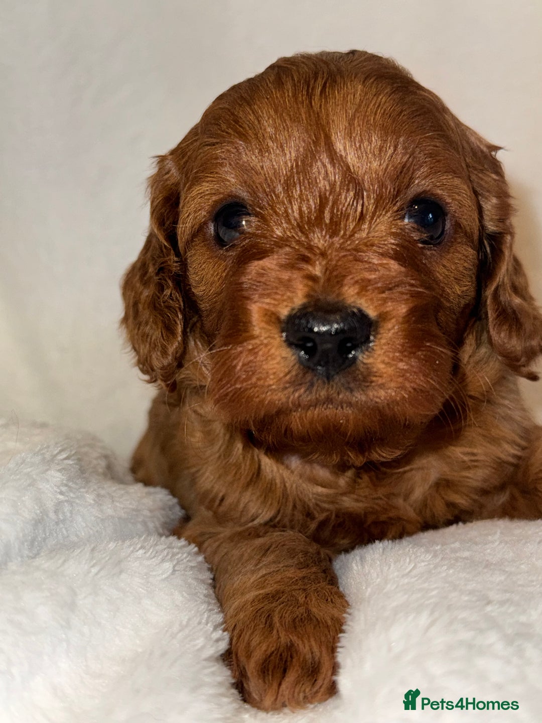 Cavapoo dogs for sale: 4 Gorgeous f1 Cavapoo’s. Parents health tested - Advert 10