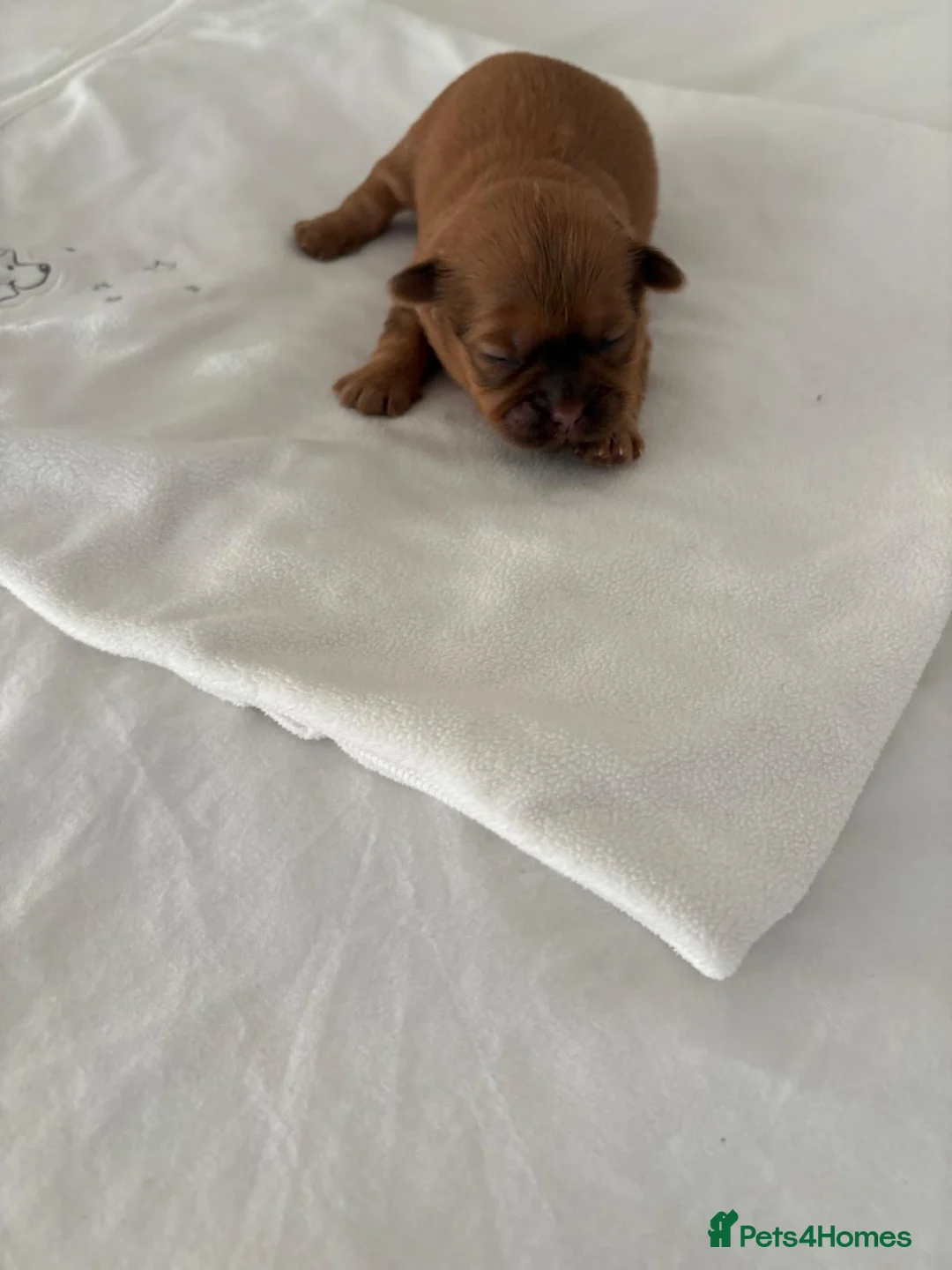 Shih Tzu dogs for sale: READY TO LEAVE GORGEOUS KC girl left - Advert 13