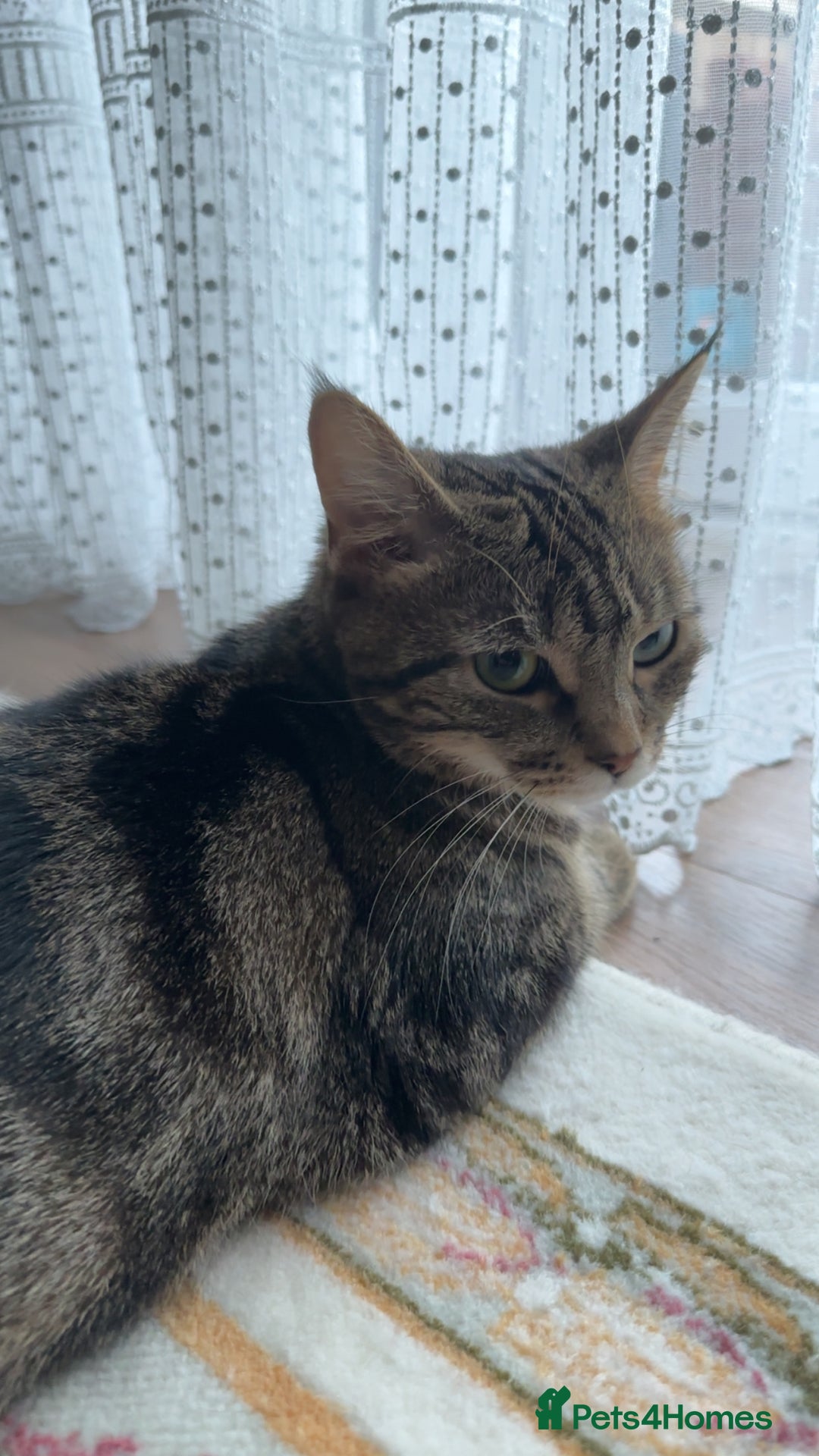 Mixed Breed cats for sale: FREE beautiful tabby urgently needs rehoming - Advert 6