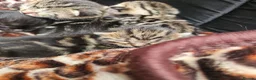 Mixed Breed cats for sale: Stunning Bombay Cross Kittens – Trained & Playful - Advert 29