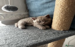 British Shorthair cats for sale: 4 Gorgeous chunky British shorthair kittens  - Image 15