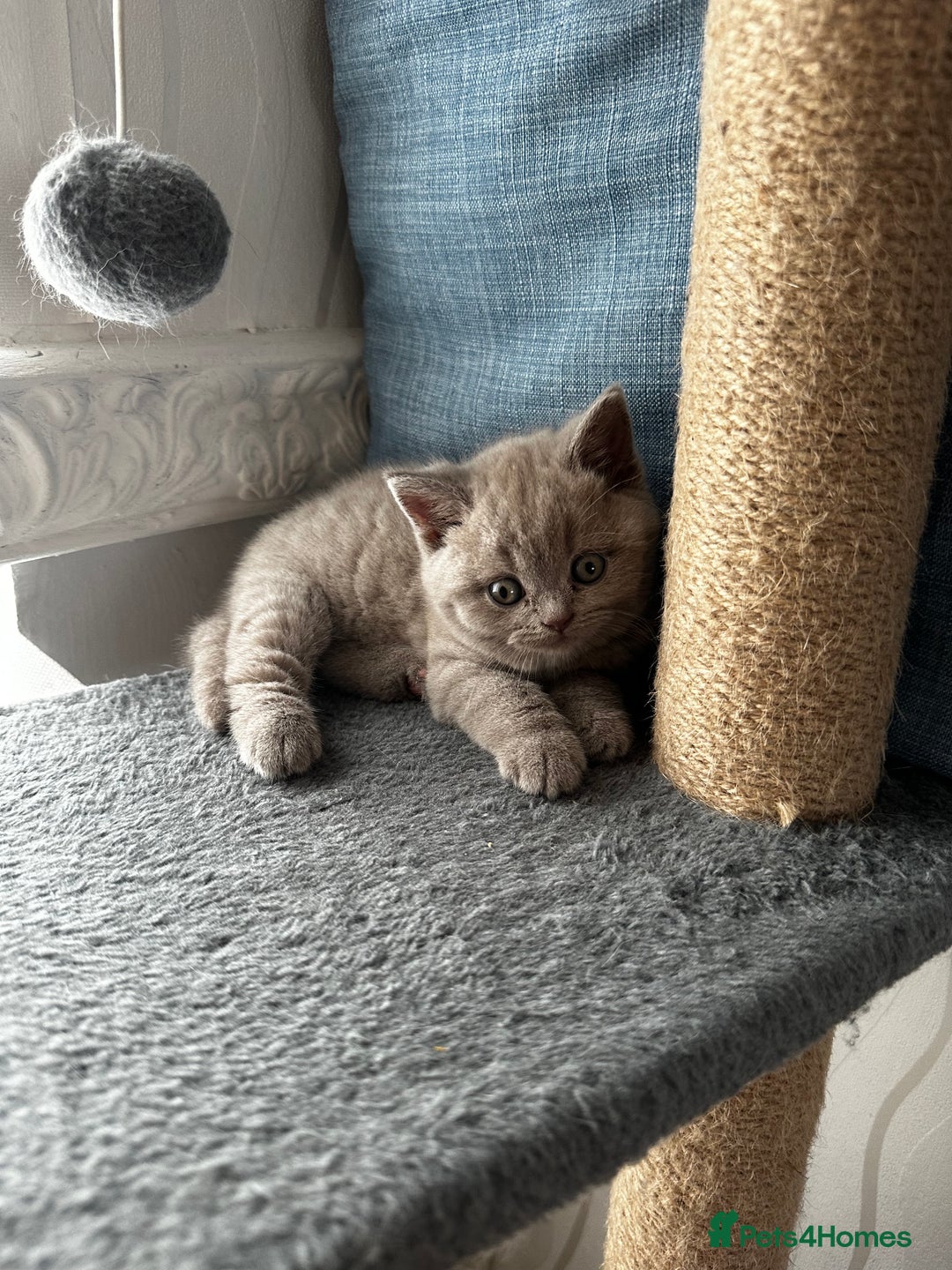 British Shorthair cats for sale: 4 Gorgeous chunky British shorthair kittens  - Image 15