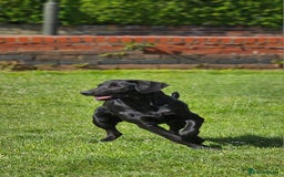 Labrador Retriever dogs for stud: Handsome black labrador for stud - Image 8