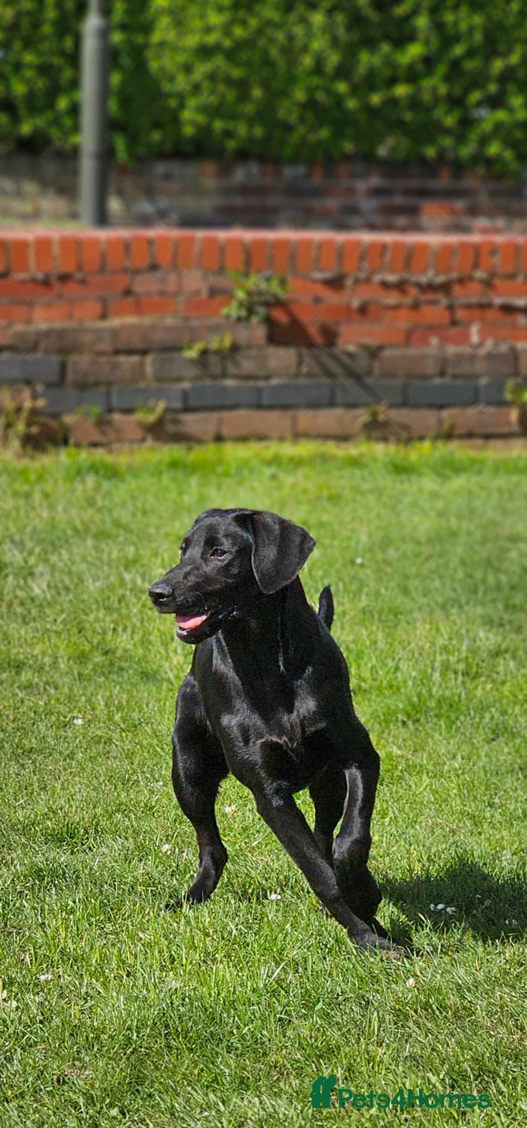 Labrador Retriever dogs for stud: Handsome black labrador for stud - Advert 8