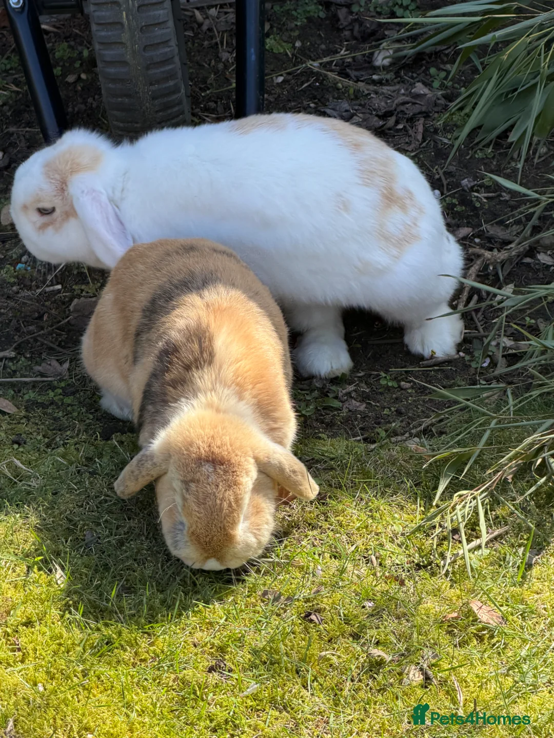 English Lop rabbits for sale: 3 Lops Free to Good Home in Doncaster - Advert 1