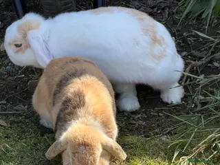 English Lop rabbits 3 Lops Free to Good Home - Advert 12