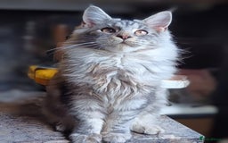 Maine Coon cats for sale: Two Maine Coon Boys  - Image 2