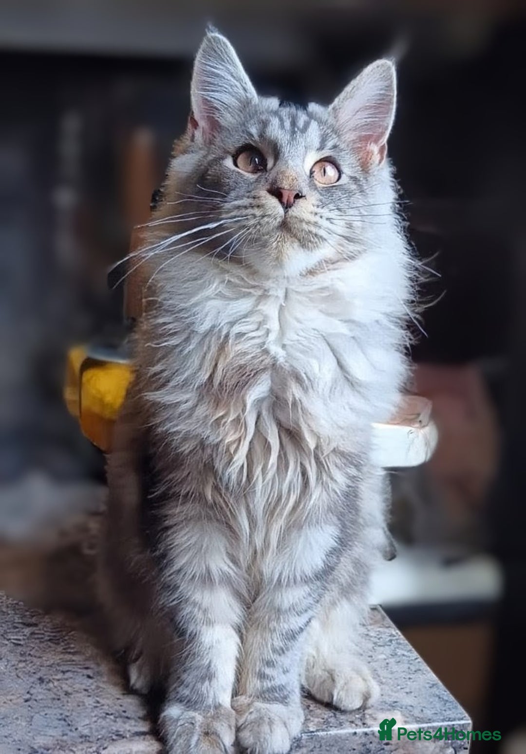 Maine Coon cats for sale: Two Maine Coon Boys  - Image 2