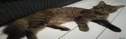 Maine Coon cats for sale: 1 yr old Maine coon male in Manchester - Advert 2