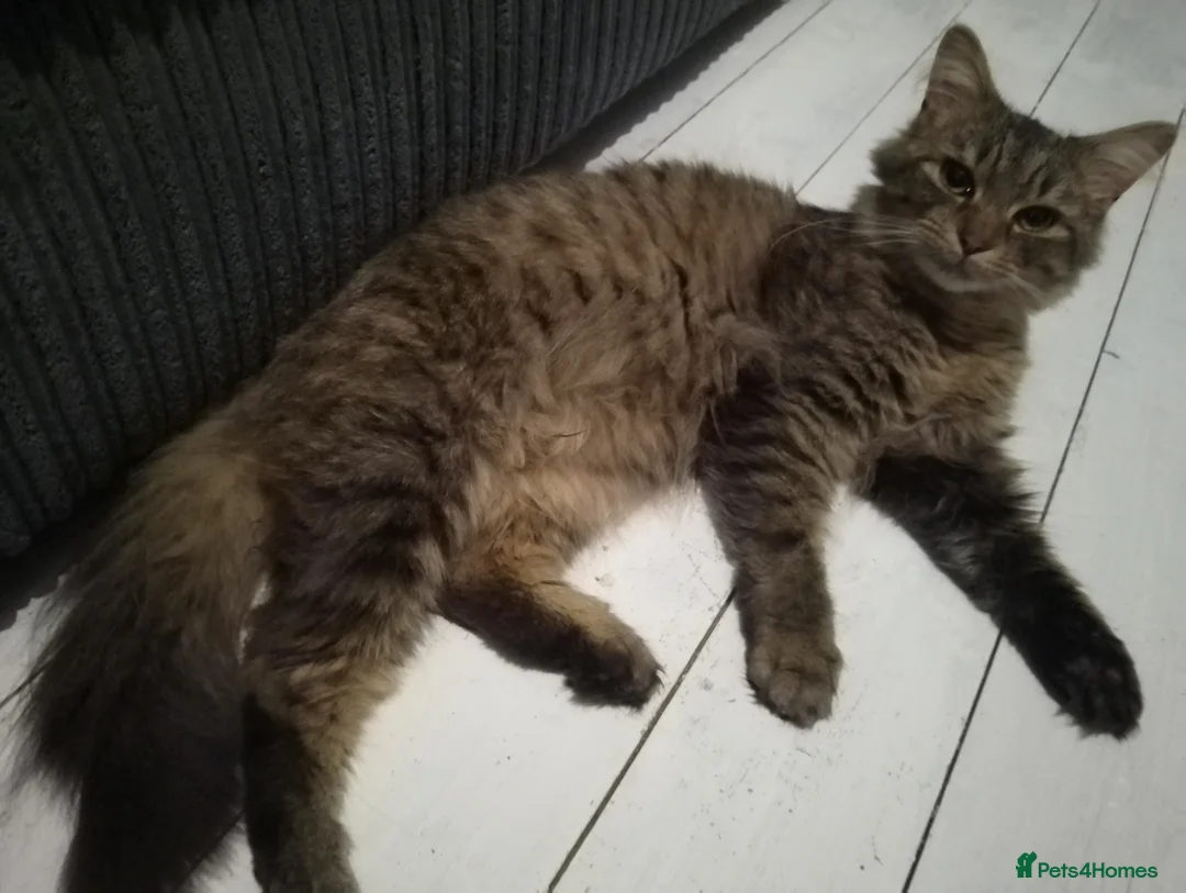 Maine Coon cats for sale: 1 yr old Maine coon male in Manchester - Advert 2