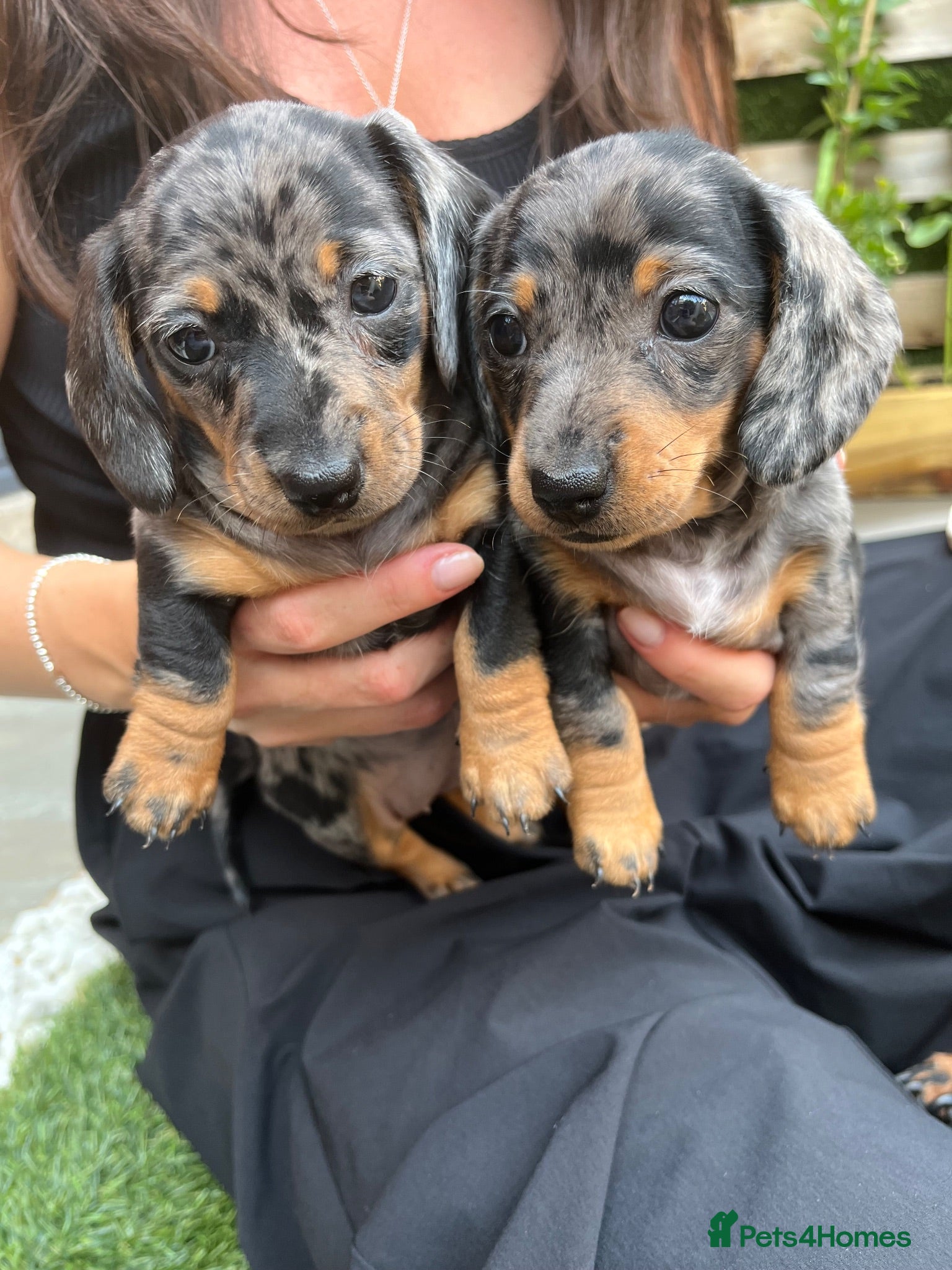 Miniature Dachshund dogs KC champion miniature short coat dachshund    - Advert 6