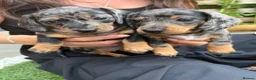 Miniature Dachshund dogs for sale: KC champion miniature short coat dachshund    in Preston - Advert 1