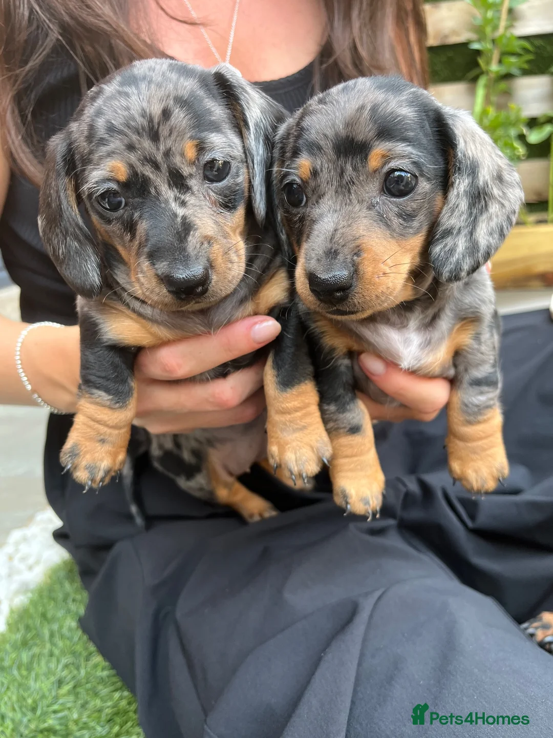Miniature Dachshund dogs for sale: KC champion miniature short coat dachshund    in Preston - Advert 1
