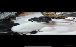 Jack Russell dogs for sale: Jack Russel puppies - Image 2