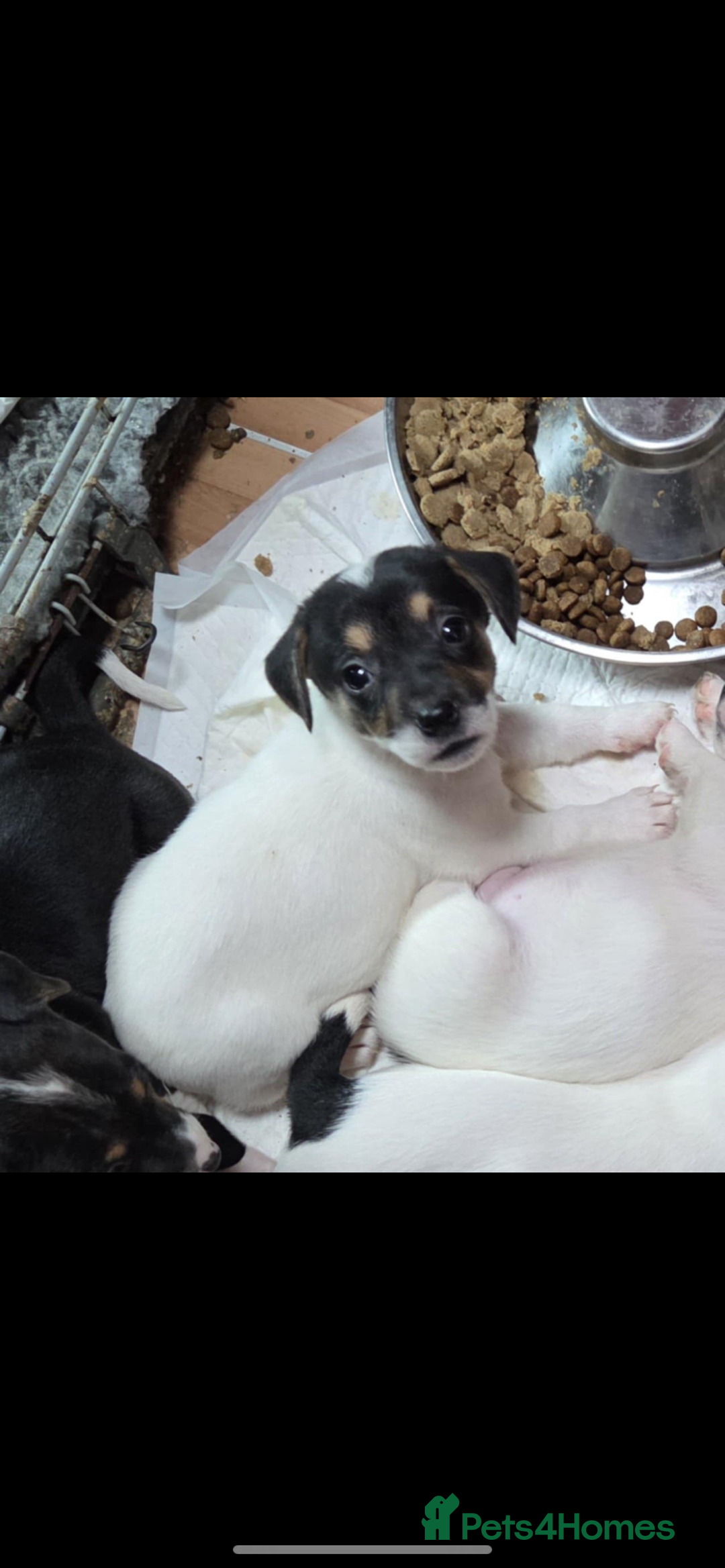 Jack Russell dogs for sale: Jack Russel puppies - Image 2