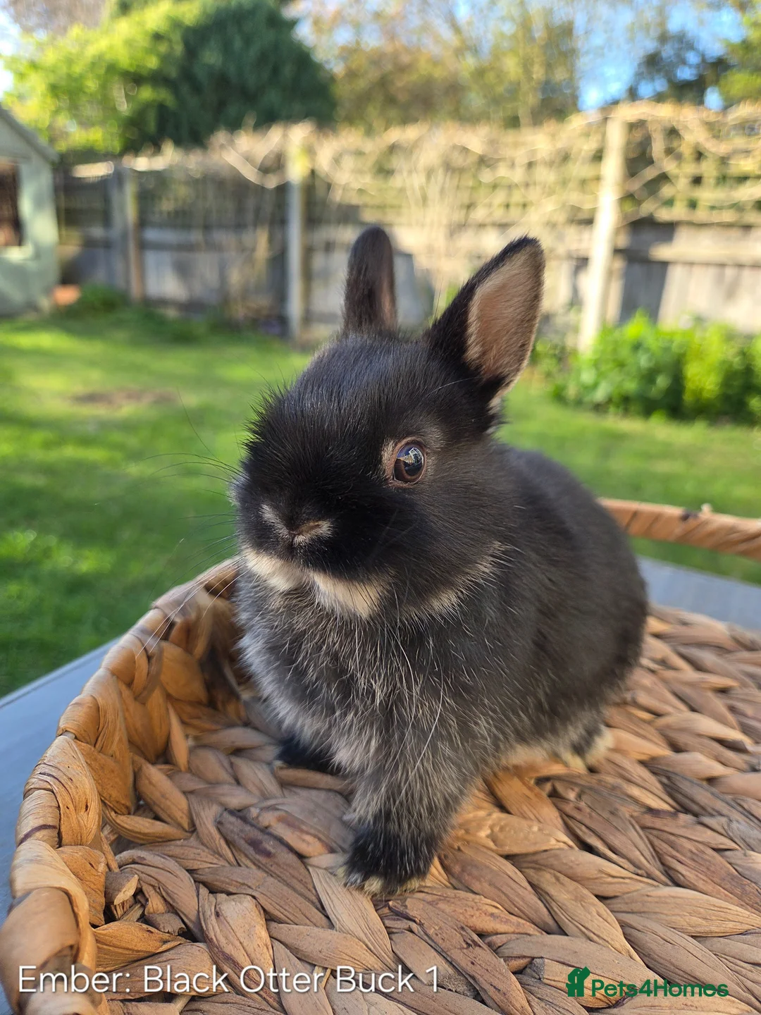 Netherland Dwarf rabbits for sale: Purebred Netherland Dwarf - Advert 1