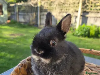 Netherland Dwarf rabbits Purebred Netherland Dwarf - Advert 1