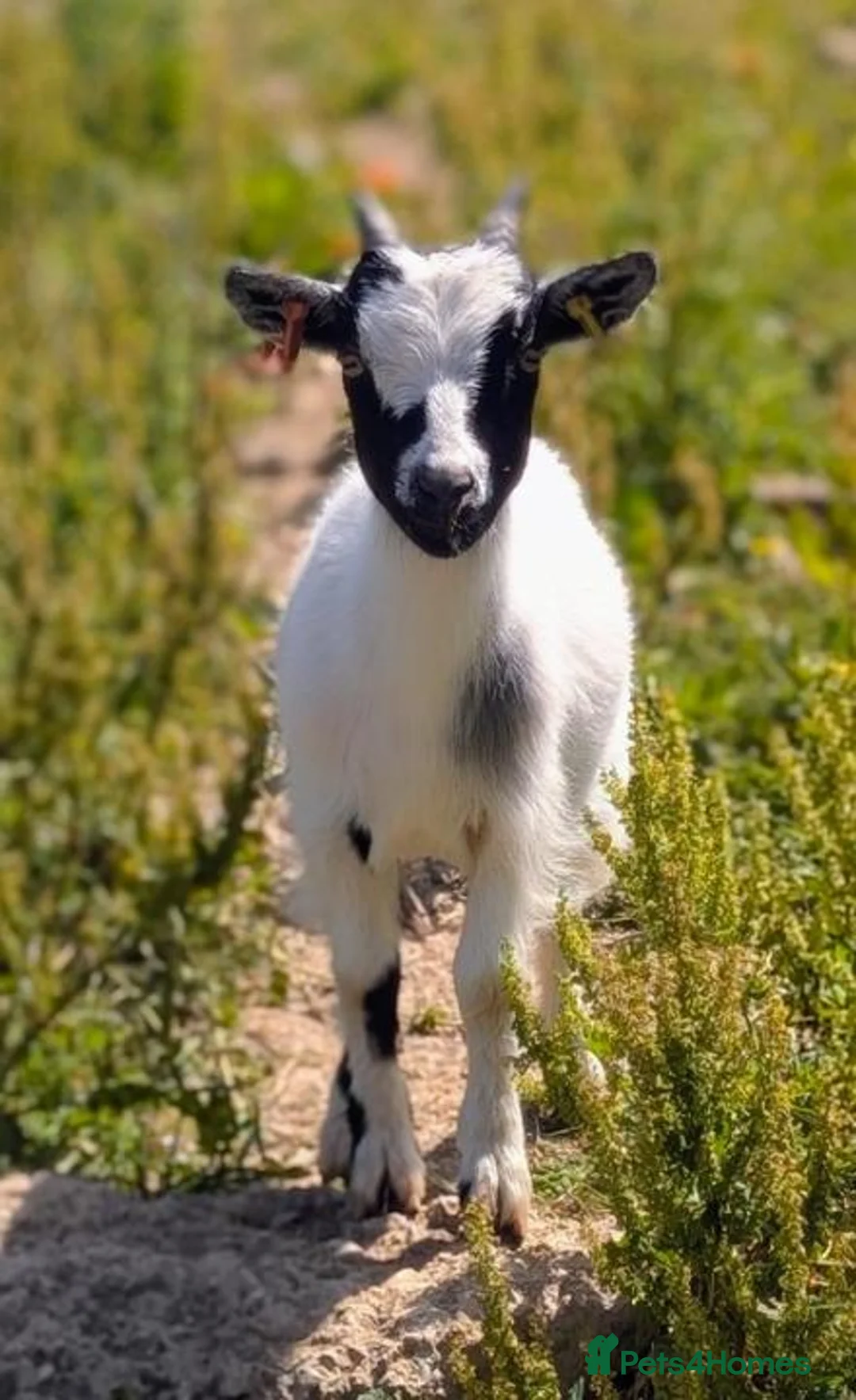 Goats livestock for sale: 5X Pygmy goats  - Advert 1