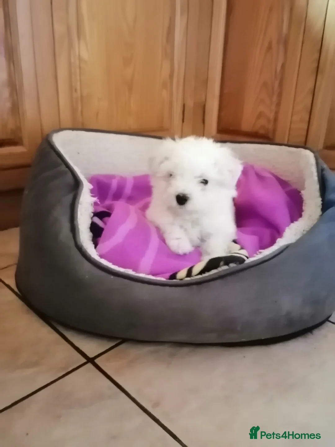 Bichon Frise dogs for sale: Bichon Frise Puppy - Advert 21